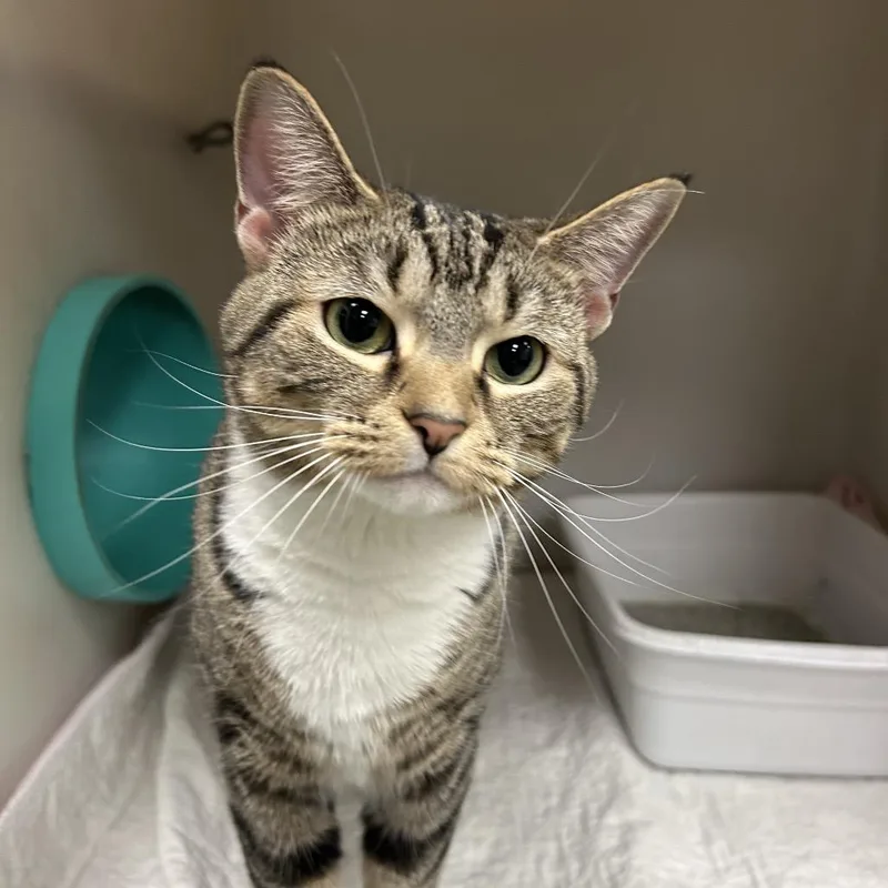 Fishstick thumbnail 2