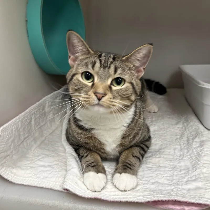 Fishstick thumbnail 3