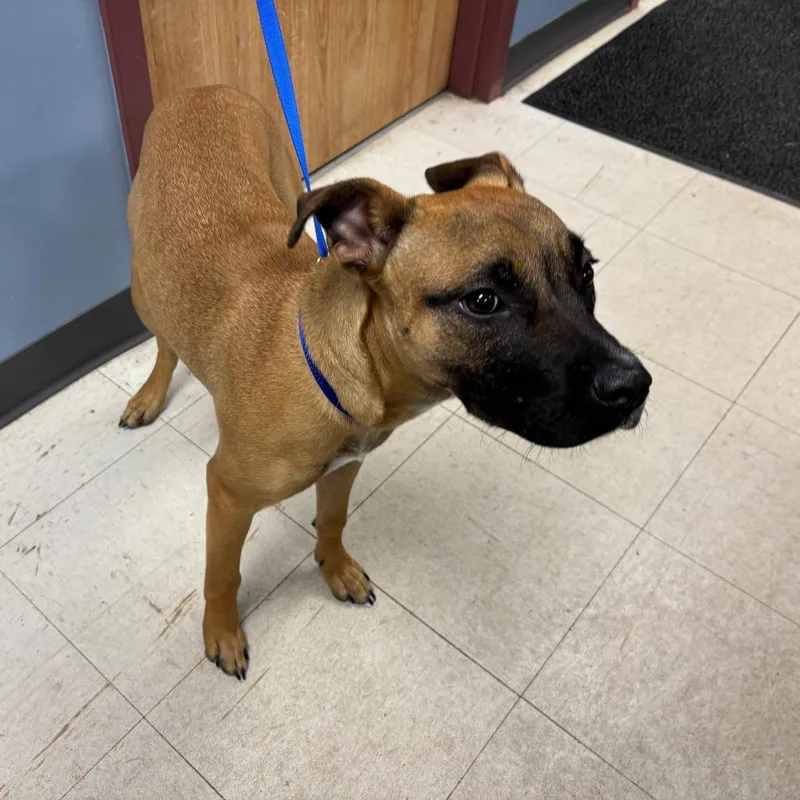 A young medium-sized female Brown / Chocolate Mixed Breed dog named Chef for adoption in St Joseph, MO