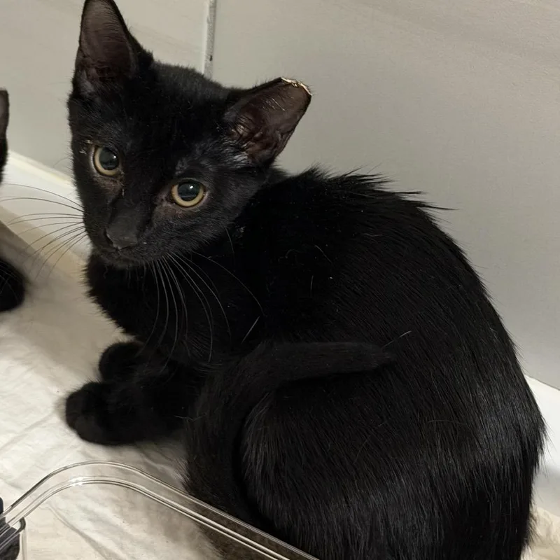 A baby small-sized male Black Domestic Short Hair cat named Mazapan for adoption in Midland, TX