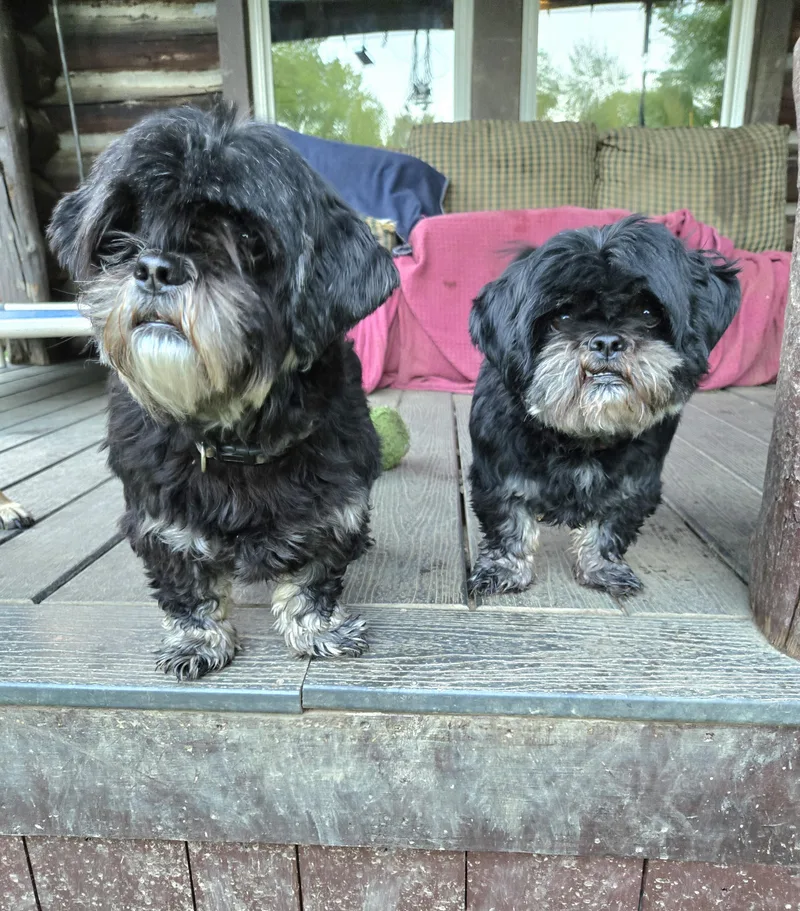 Lucy & Lulu thumbnail 2