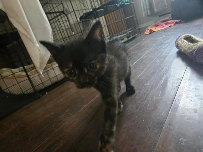 A baby medium-sized female Tortoiseshell cat named Chaos for adoption in Utica, MI