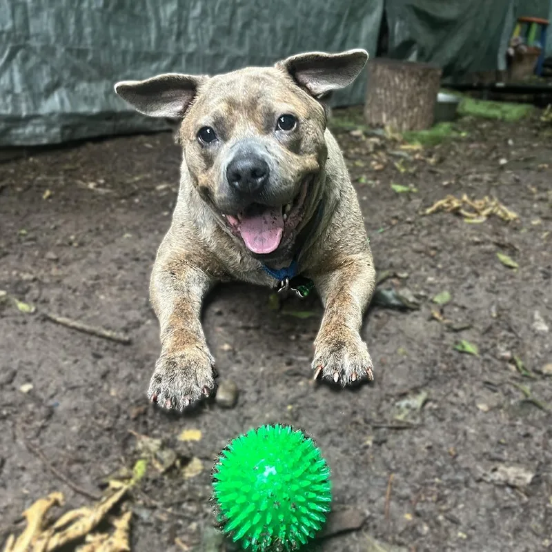 An adult large-sized male Brindle Staffordshire Bull Terrier dog named Squishapotamus for adoption in Austin, TX