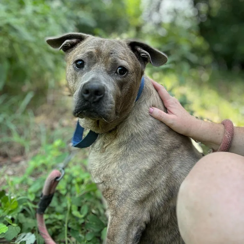 Squishapotamus thumbnail 2