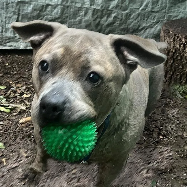 Squishapotamus thumbnail 3