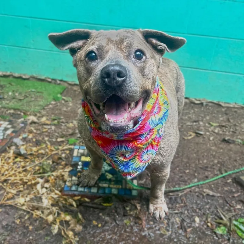 Squishapotamus thumbnail 5