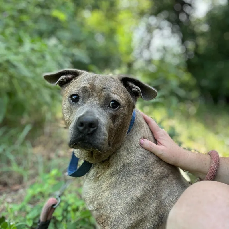 Squishapotamus thumbnail 6