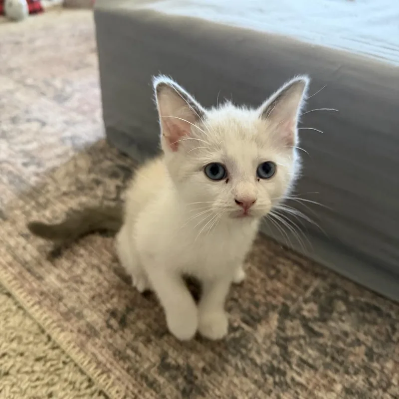 A baby medium-sized male Siamese cat named Chef White for adoption in Chattanooga, TN