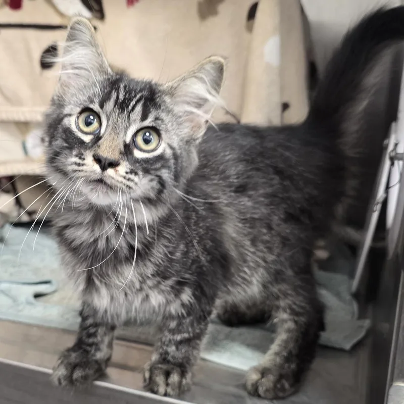 A baby small-sized male Black Domestic Medium Hair cat named Wink for adoption in Fort Wayne, IN