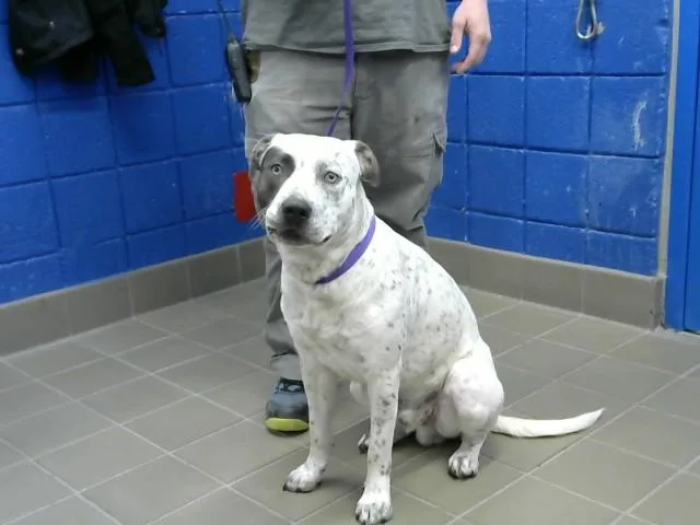 A young medium-sized male Pit Bull Terrier dog named Oreo for adoption in Albuquerque, NM