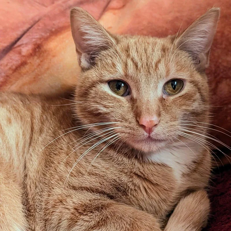 Buttercup thumbnail 2