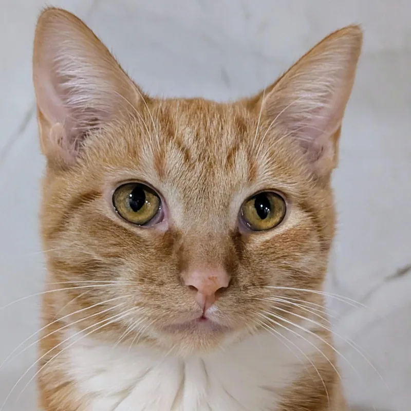 Buttercup thumbnail 5