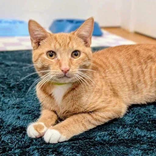 Buttercup thumbnail 6