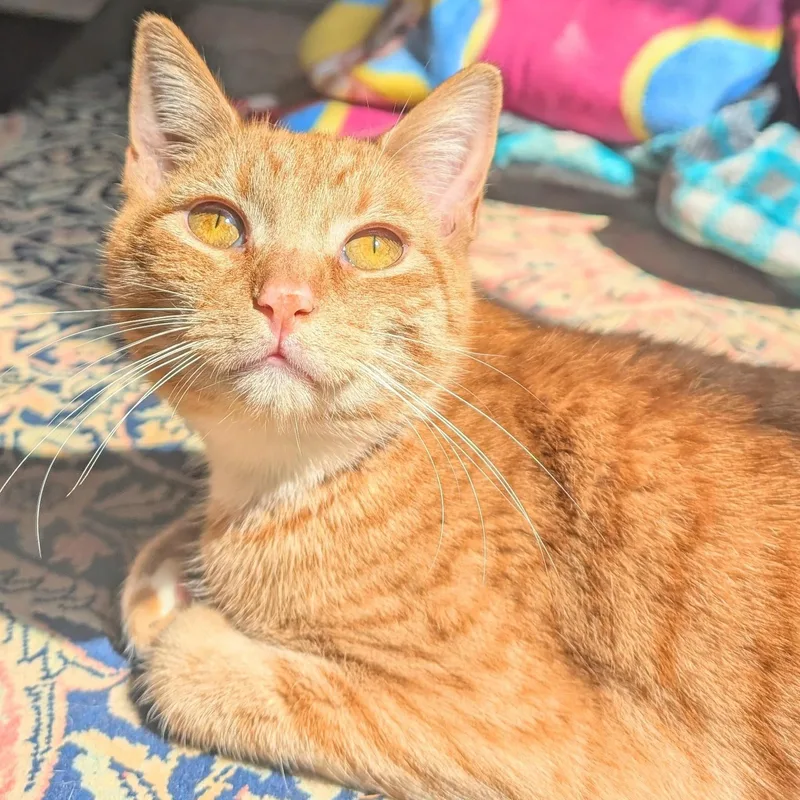 A young medium-sized female Orange & White Tabby cat named Buttercup for adoption in New York, NY
