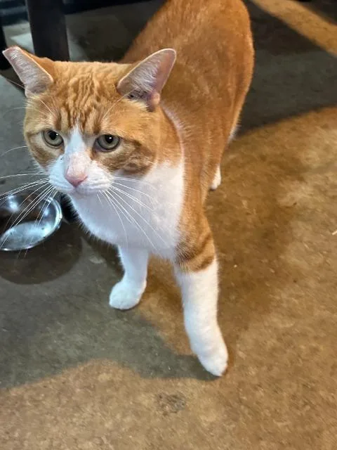 An adult medium-sized female Domestic Short Hair cat named Guinness for adoption in Auburn, IN