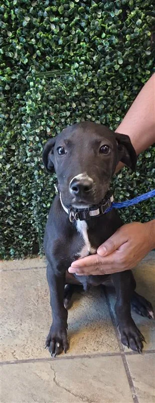 A baby small-sized male Black Boxer dog named Xander for adoption in El Paso, TX