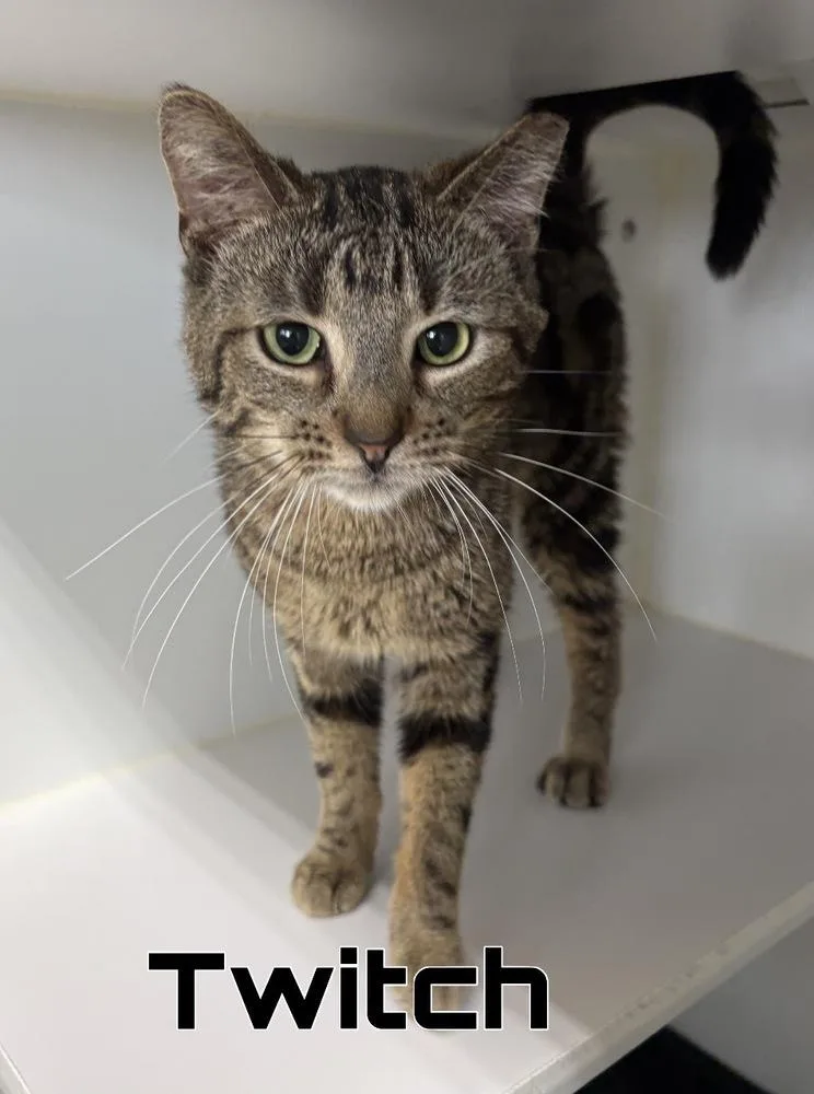 An adult medium-sized male Brown / Chocolate Domestic Short Hair cat named Twitch for adoption in Rochester, IN