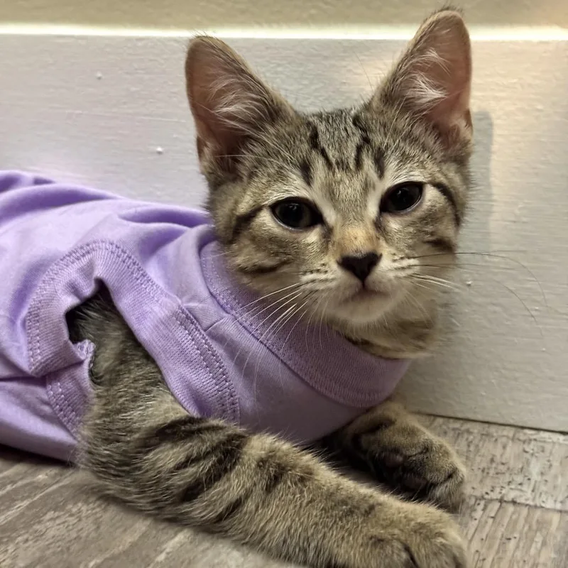 A baby small-sized female Brown / Chocolate Domestic Short Hair cat named Larissa for adoption in Jupiter, FL