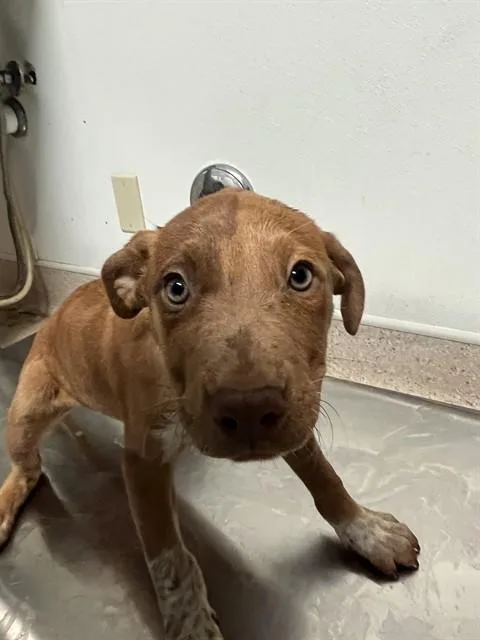 Odin
