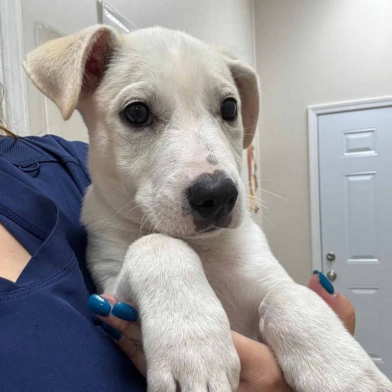 A baby small-sized male Yellow / Tan / Blond / Fawn Mixed Breed dog named Mayhem for adoption in Shelbyville, IL