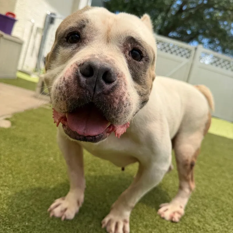 A senior medium-sized male White / Cream Mixed Breed dog named Tractor for adoption in Titusville, FL