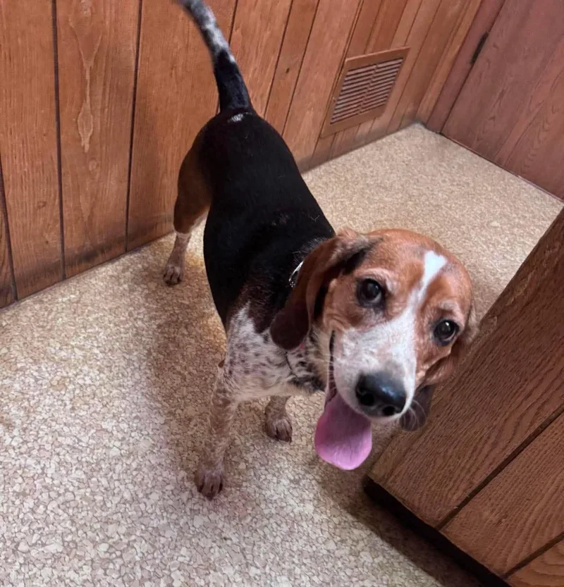 A young small-sized female Tricolor (Brown, Black, & White) Beagle dog named Miley for adoption in Kent, WA