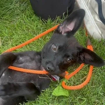 A baby small-sized female Black Labrador Retriever dog named Mezzanotte for adoption in Wake Forest, NC
