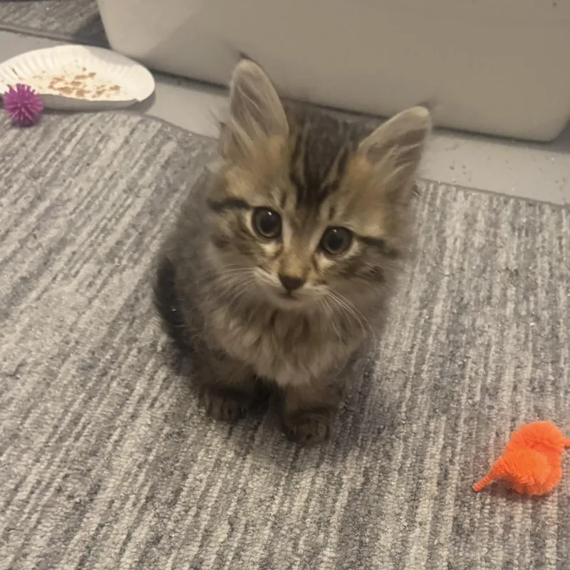 A baby small-sized male Domestic Short Hair cat named Kevin for adoption in Stagecoach, NV