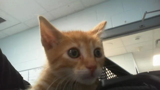 A baby small-sized male Domestic Short Hair cat named A for adoption in Charlotte, NC