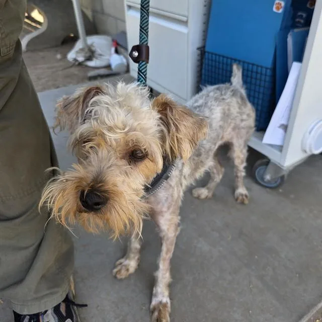 A young small-sized male Yorkshire Terrier dog named Sunny for adoption in Long Beach, CA