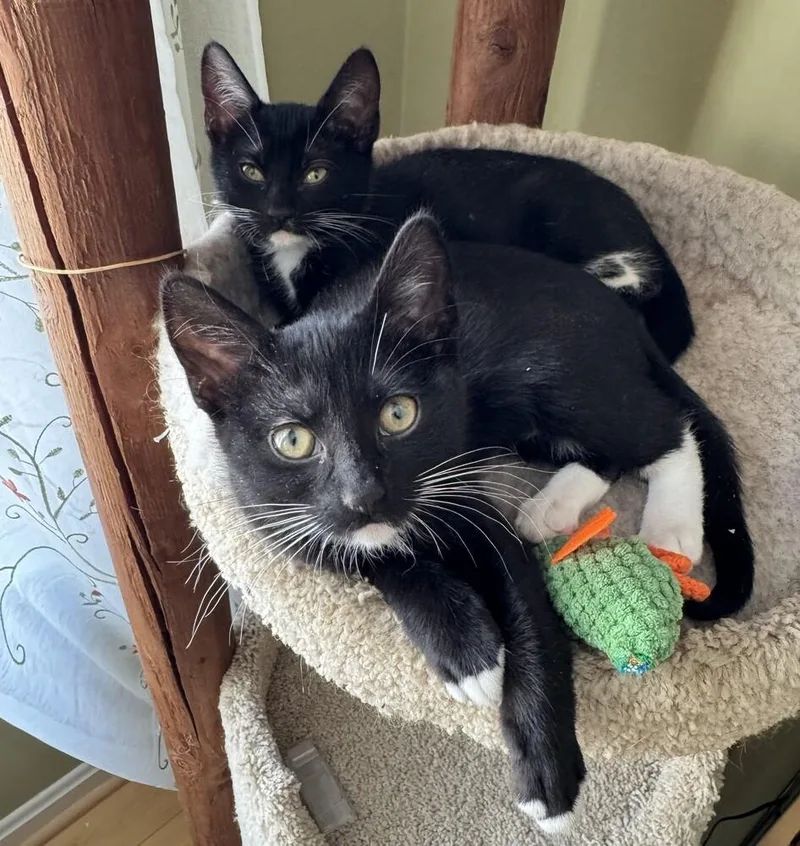 A baby small-sized female Black & White / Tuxedo Domestic Short Hair cat named Iris for adoption in Greenbelt, MD