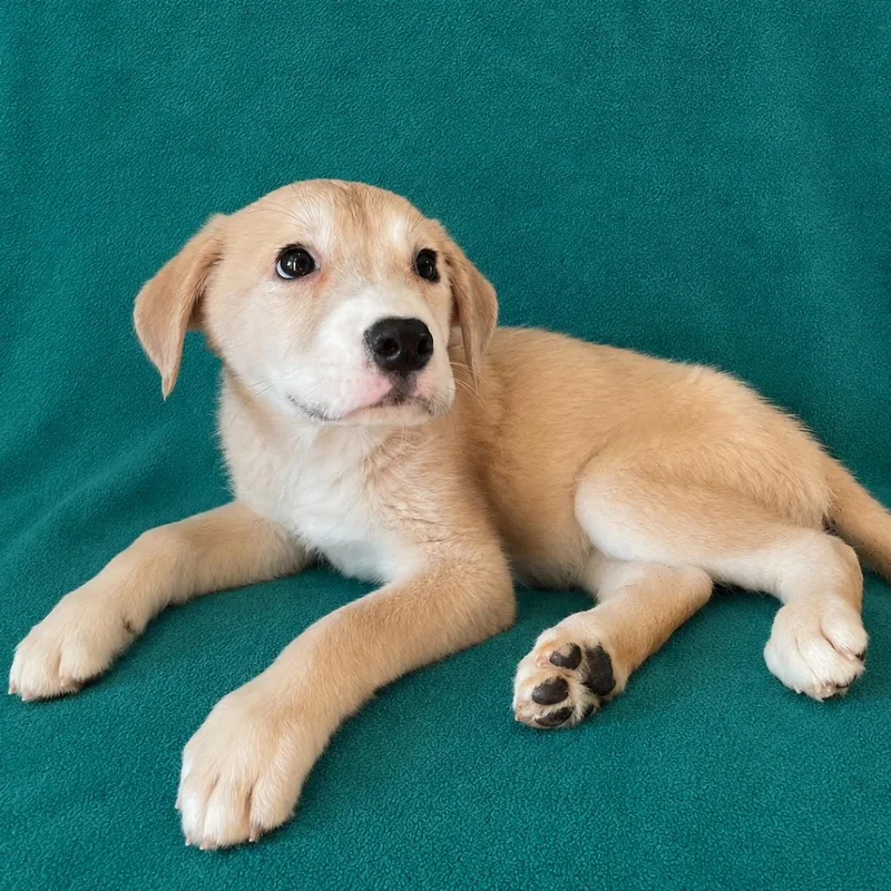 A baby medium-sized male Yellow / Tan / Blond / Fawn Labrador Retriever dog named Leo for adoption in Tucson, AZ