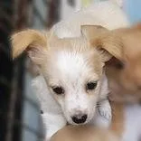 A baby small-sized female White / Cream Chihuahua dog named Butter for adoption in Portsmouth, OH