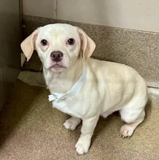 A young small-sized male Beagle dog named Foghorn for adoption in Aurora, IL