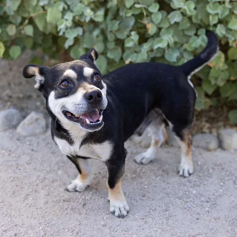 An adult small-sized male Black Mixed Breed dog named Hulk for adoption in Palm Springs, CA