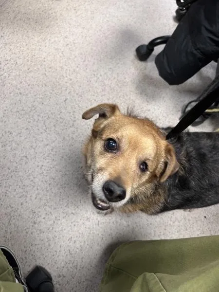 An adult medium-sized male Mixed Breed dog named Luisito for adoption in New York, NY