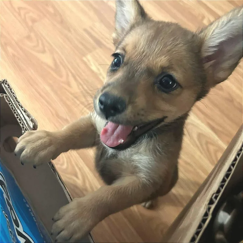 A baby small-sized female Yellow / Tan / Blond / Fawn Cardigan Welsh Corgi dog named Stormie for adoption in Joliet, IL