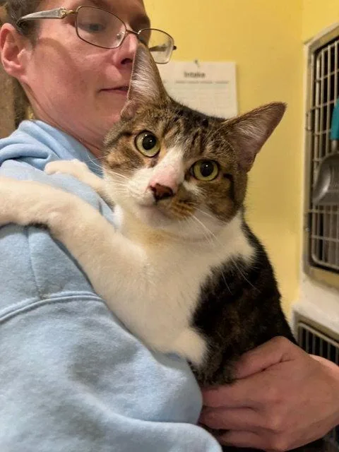 An adult medium-sized female Tabby cat named Bootsie for adoption in Flint Hill, VA