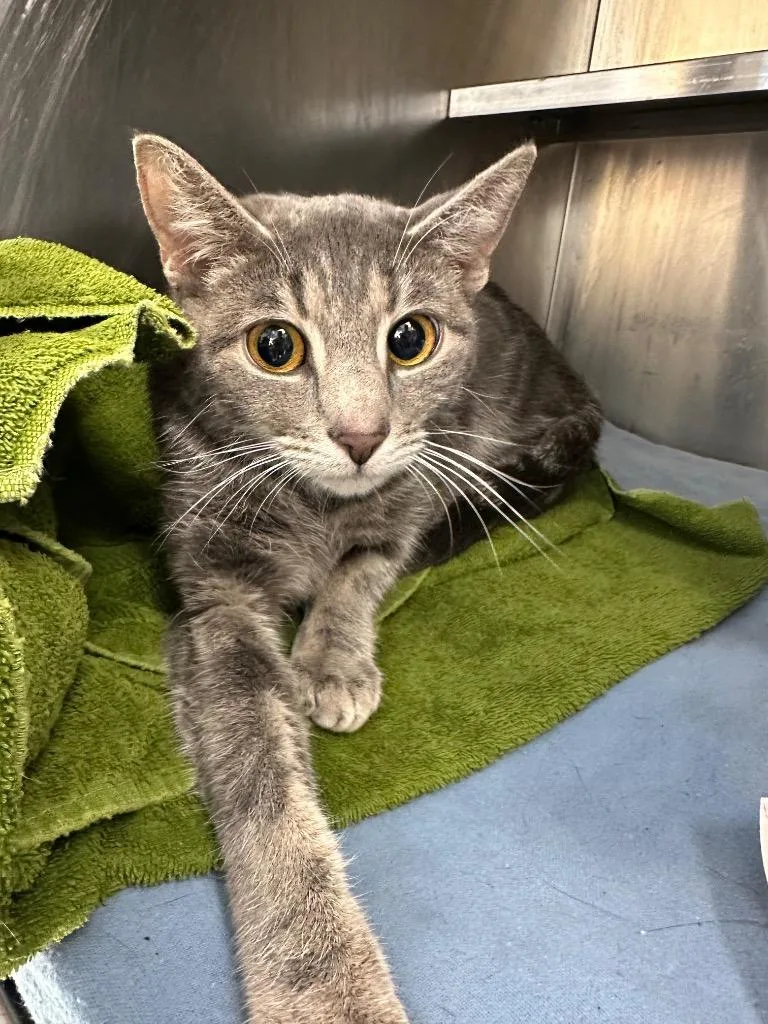A baby medium-sized female Domestic Short Hair cat named Matcha for adoption in Pomona, NY