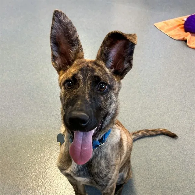 A young small-sized female Dutch Shepherd dog named Cola for adoption in St. Louis, MO