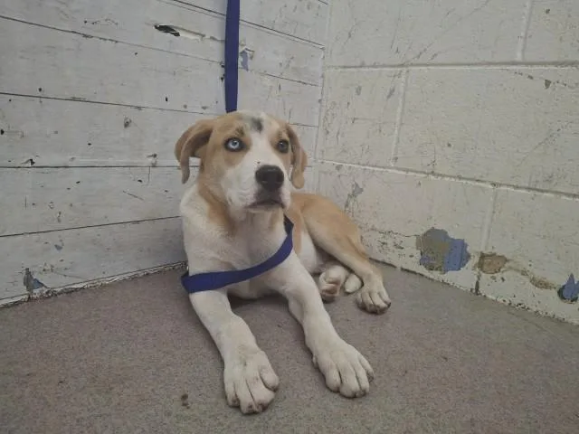 A baby small-sized male Beagle dog named Sylar for adoption in San Bernardino, CA
