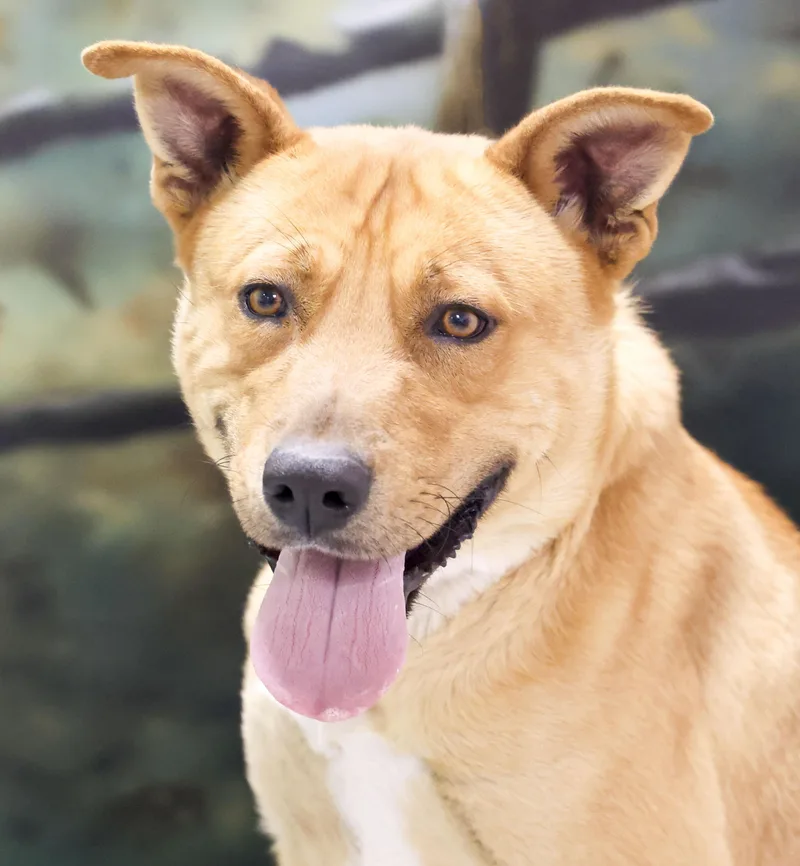 A young medium-sized male Yellow / Tan / Blond / Fawn Shepherd dog named Jinx for adoption in Casa Grande, AZ