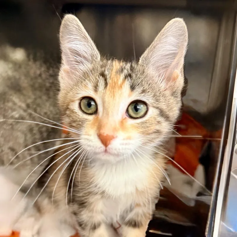 A baby small-sized female Calico Domestic Short Hair cat named Candi for adoption in Palm Springs, CA