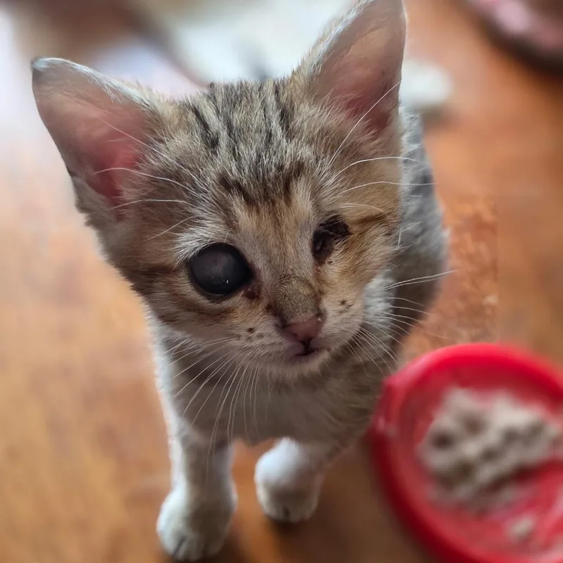 A baby small-sized female Brown / Chocolate Domestic Short Hair cat named Bugsy for adoption in Newberg, OR