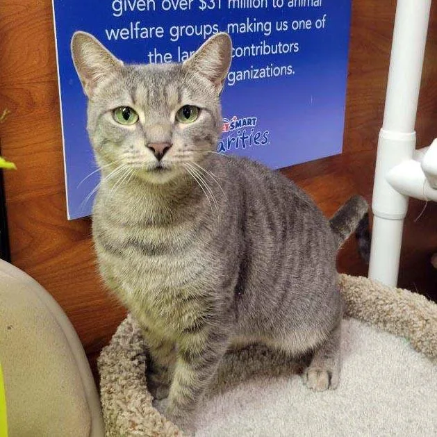 Mama Cat thumbnail 3