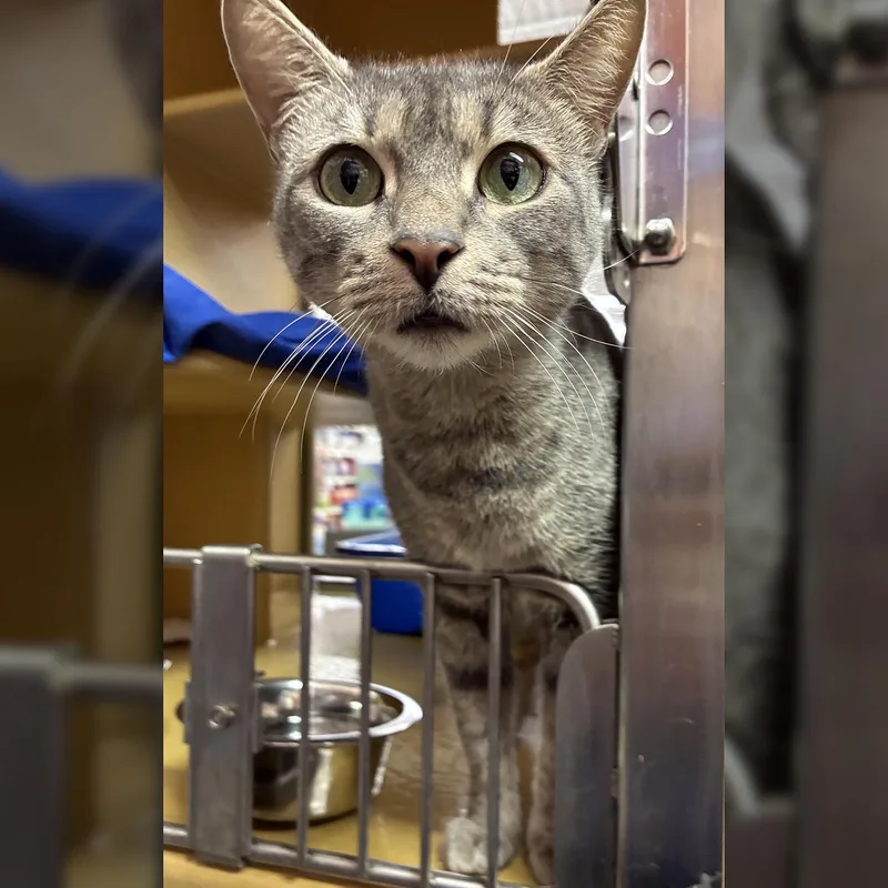 Mama Cat thumbnail 4