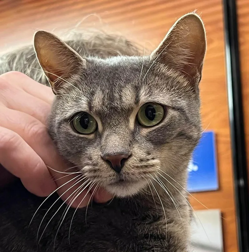 Mama Cat thumbnail 5