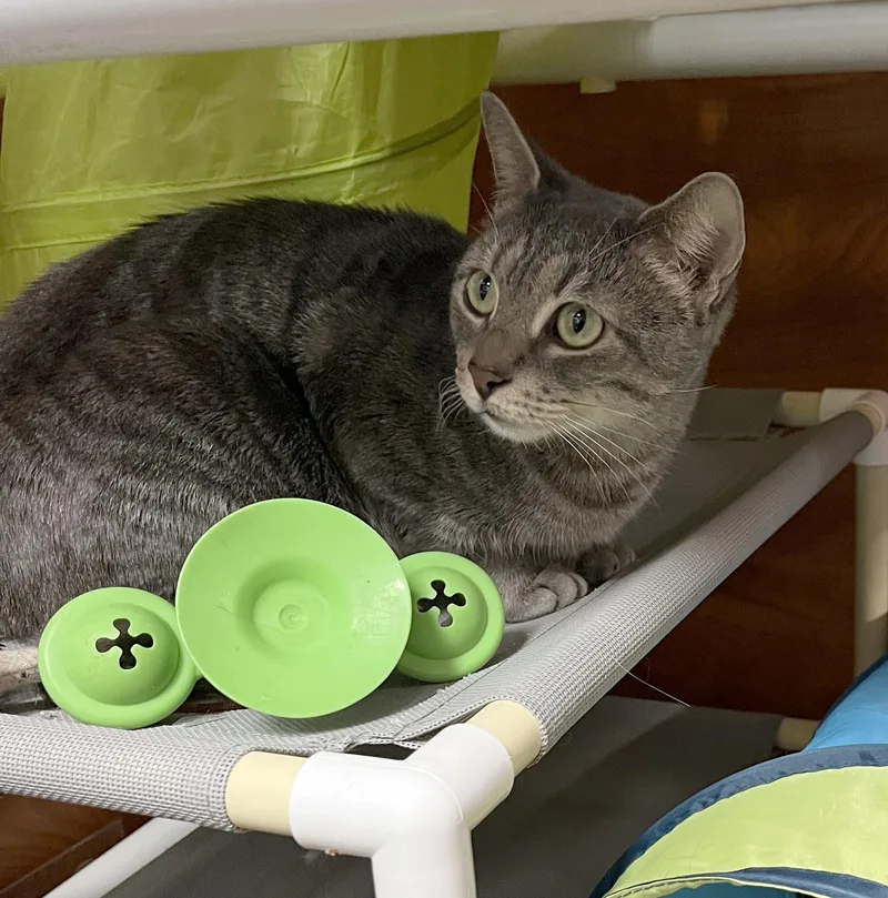 Mama Cat thumbnail 6