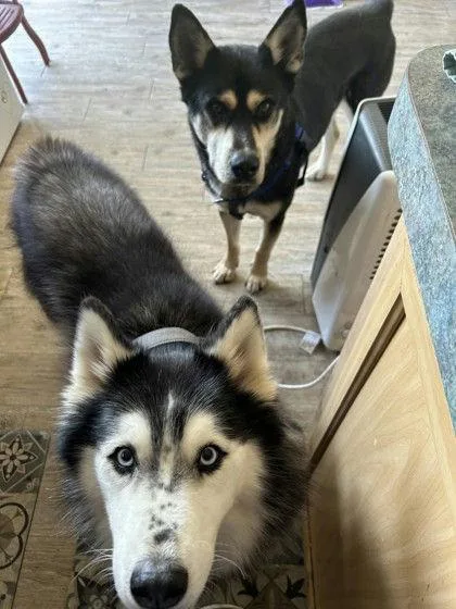 An adult medium-sized female Husky dog named Zephyr for adoption in Denton, TX