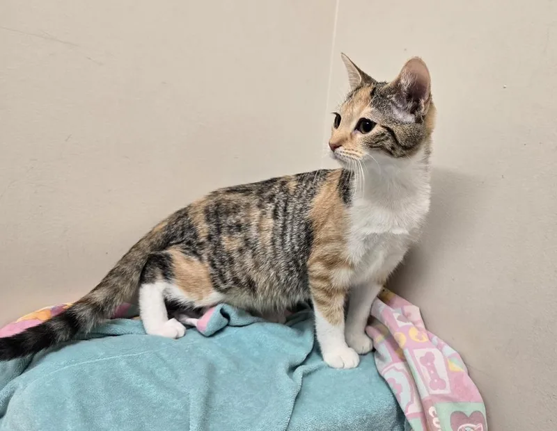A young medium-sized female Calico cat named April for adoption in Dickson, TN